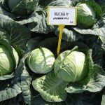 Капуста білоголова Церокс F1 /2.500 насінин/ *Bejo Zaden*