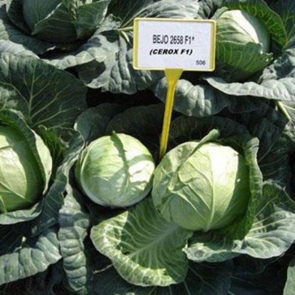 Насіння капусти білоголової Церокс F1 /2.500 насінин/ *Bejo Zaden*