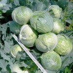 Капуста белокочанная Синтекс F1 /2.500 семян/ *Bejo Zaden*