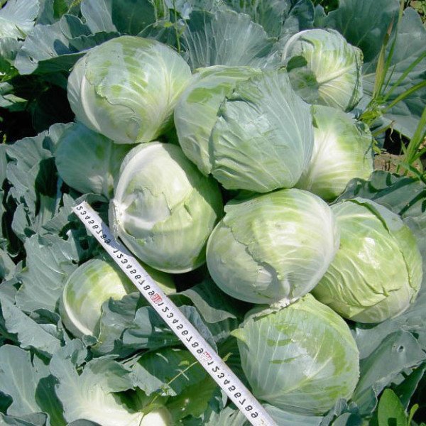 Насіння капусти білоголової Синтекс F1 /2.500 насінин/ *Bejo Zaden*