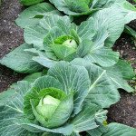 Капуста білоголова Байонет F1 /2.500 насінин/ *Bejo Zaden*