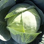 Капуста білоголова Циклон F1 /2.500 насінин/ *Bejo Zaden*