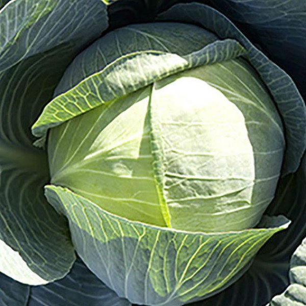 Насіння капусти білокачанної Циклон F1 /2.500 насінин/ *Bejo Zaden*