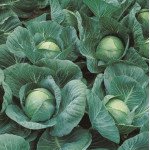 Капуста білоголова Сателіт F1 /2.500 насінин/ *Bejo Zaden*