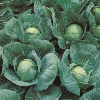 Капуста белокочанная Сателит F1 /2.500 семян/ *Bejo Zaden*