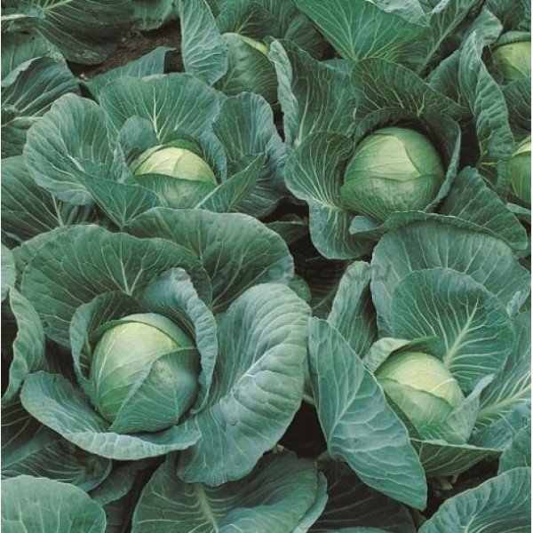 Насіння капусти білокачанної Сателіт F1 /2.500 насінин/ *Bejo Zaden*