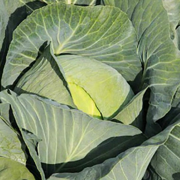 Семена капусты белокочанной Джубили F1 /2.500 семян/ *Bejo Zaden*