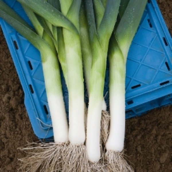 Семена лука порея Джампер F1 /10.000 семян/ *Bejo Zaden*