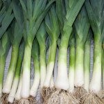 Лук порей Форрест /10.000 семян/ *Bejo Zaden*