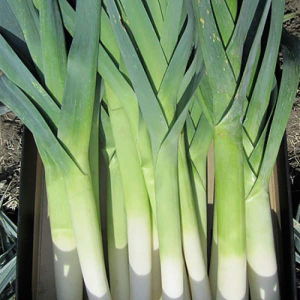 Семена лука порея Колумбус /10.000 семян/ *Bejo Zaden*