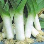 Лук порей Бандит /10.000 семян/ *Bejo Zaden*