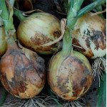 Цибуля Дербі F1 /250.000 насінин normal seeds/ *Bejo Zaden*