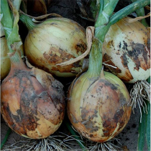 Семена лука Дерби F1 /250.000 семян normal seeds/ *Bejo Zaden*