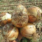 Лук Дерби F1 /250.000 семян precision seeds/ *Bejo Zaden*