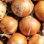 Лук Шерман F1 /250.000 семян/ *Bejo Zaden*