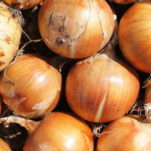 Семена лука Шерман F1 /250.000 семян/ *Bejo Zaden*