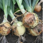 Лук Сафран F1 /250.000 семян/ *Bejo Zaden*