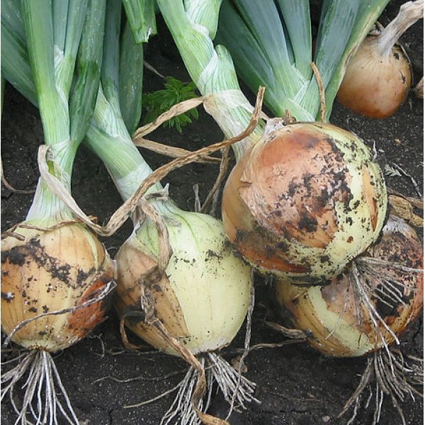 Семена лука Сафран F1 /250.000 семян/ *Bejo Zaden*