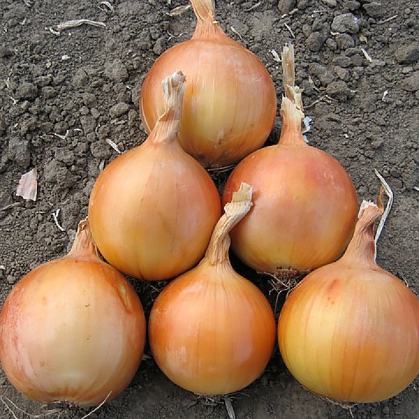 Семена лука Седона F1 /250.000 семян/ *Bejo Zaden*