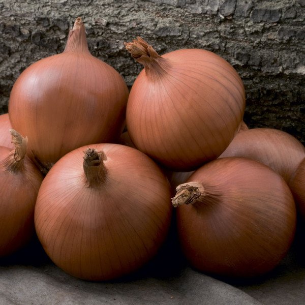 Семена лука Мелори F1 /250.000 семян precision seeds/ *Bejo Zaden*