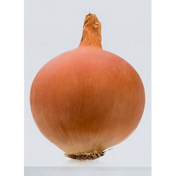 Лук Леон /250.000 семян/ *Bejo Zaden*