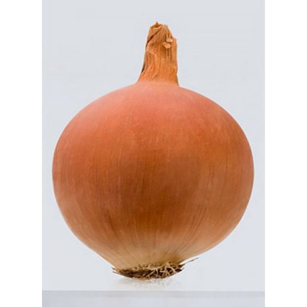 Насіння цибулі Леон /250.000 насінин/ *Bejo Zaden*