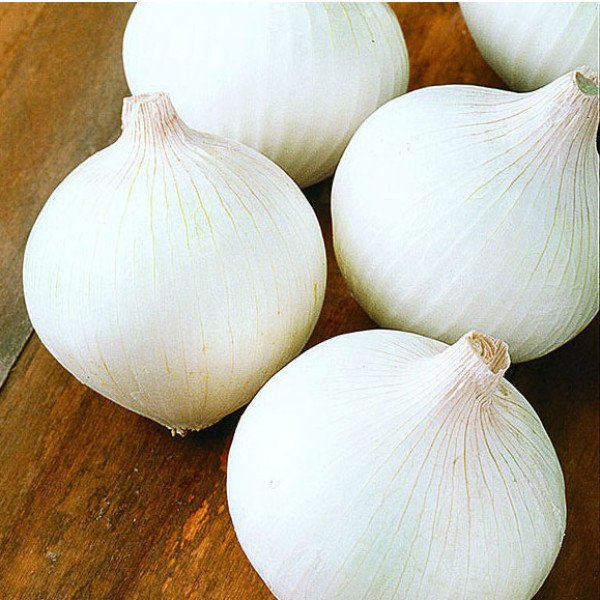 Семена лука Вайт Винг F1 /250.000 семян/ *Bejo Zaden*