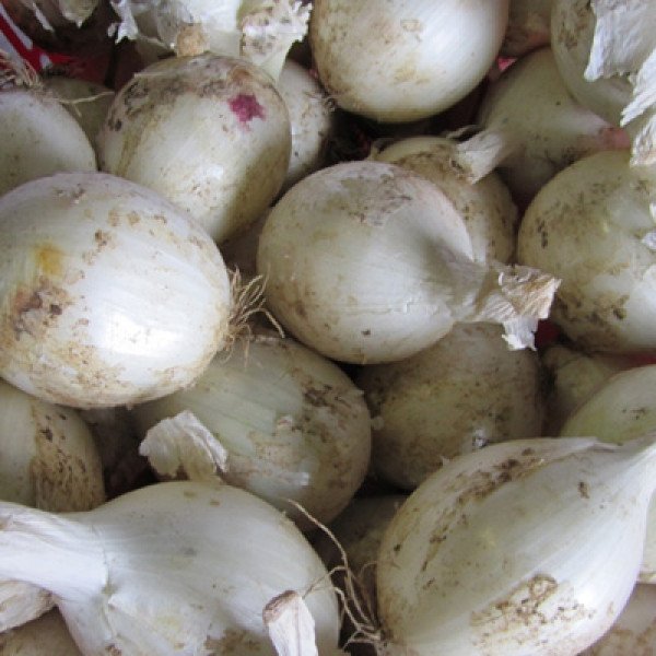 Семена лука Айсперл F1 /250.000 семян/ *Bejo Zaden*