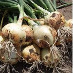 Цибуля Радар /250.000 насінин precision seeds/ *Bejo Zaden*