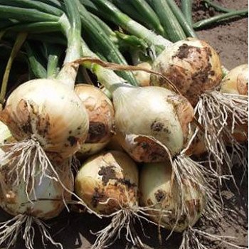 Лук Радар /250.000 семян precision seeds/ *Bejo Zaden*