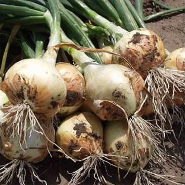 Насіння цибулі Радар /250.000 насінин precision seeds/ *Bejo Zaden*