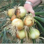 Цибуля Свіфт /250.000 насінин precision seeds/ *Bejo Zaden*