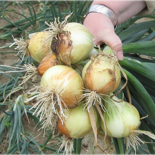 Насіння цибулі Свіфт /250.000 насінин precision seeds/ *Bejo Zaden*