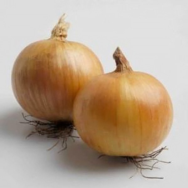 Насіння цибулі Сибір /250.000 насінин normal seeds/ *Bejo Zaden*