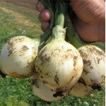 Лук Сибир /250.000 семян precision seeds/ *Bejo Zaden*