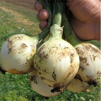 Лук Сибир /250.000 семян precision seeds/ *Bejo Zaden*