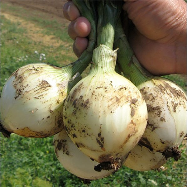 Семена лука Сибир /250.000 семян precision seeds/ *Bejo Zaden*