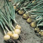 Цибуля Хієло /250.000 насінин/ *Bejo Zaden*