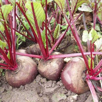 Свекла Боро F1 /10.000 семян/ *Bejo Zaden*