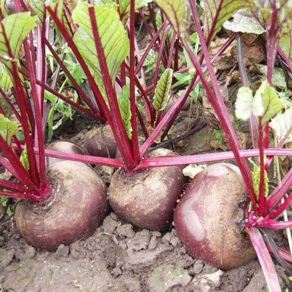 Насіння буряка Боро F1 /10.000 насінин/ *Bejo Zaden*