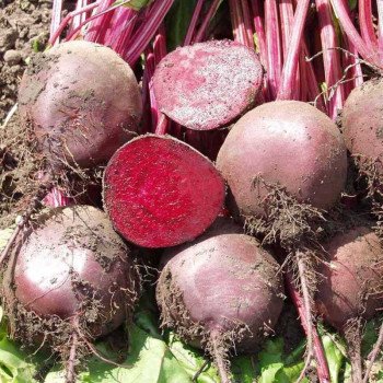 Свекла Боро F1 /50.000 семян/ *Bejo Zaden*