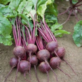 Свекла Ронда F1 /5.000 семян/ *Bejo Zaden*