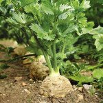 Сельдерей корневой Балена /10.000 семян/ *Bejo Zaden*