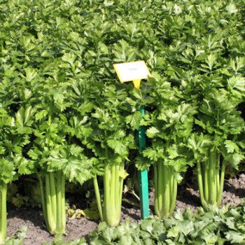 Сельдерей листовой Танго /10.000 семян/ *Bejo Zaden*