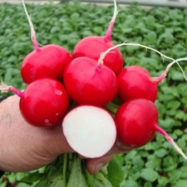 Насіння редиски Покер /500 г/ *Bejo Zaden*