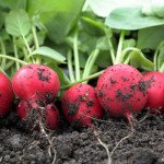 Редис Ровер F1 /50.000 семян (2,25-2,50 мм)/ *Bejo Zaden*