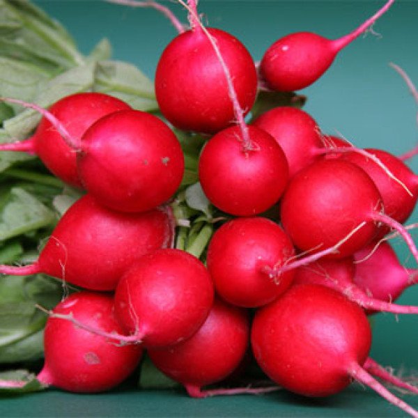 Насіння редиски Ровер F1 /5.000 насінин (2,50-2,75 мм)/ *Bejo Zaden*