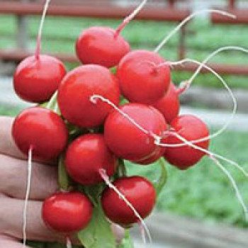 Редис Ровер F1 /50.000 семян (2,50-2,75 мм)/ *Bejo Zaden*