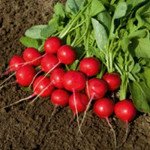 Редис Ровер F1 /5.000 семян (2,75-3,00 мм)/ *Bejo Zaden*