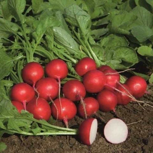 Насіння редиски Ролекс F1 /50.000 насінин (2,50-2,75 мм)/ *Bejo Zaden*